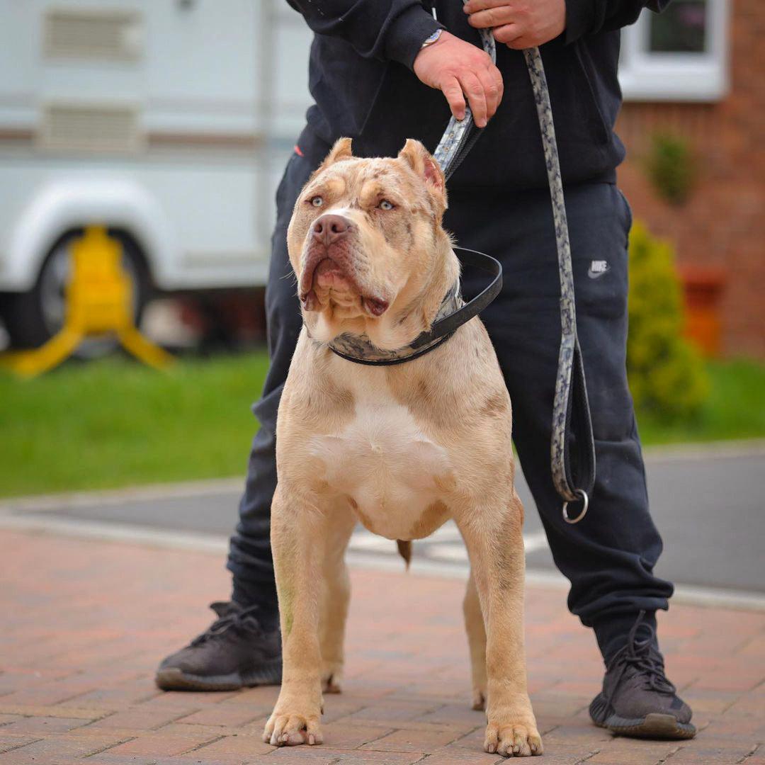 BESTIA DOG SPORT dual handle leash grey camo