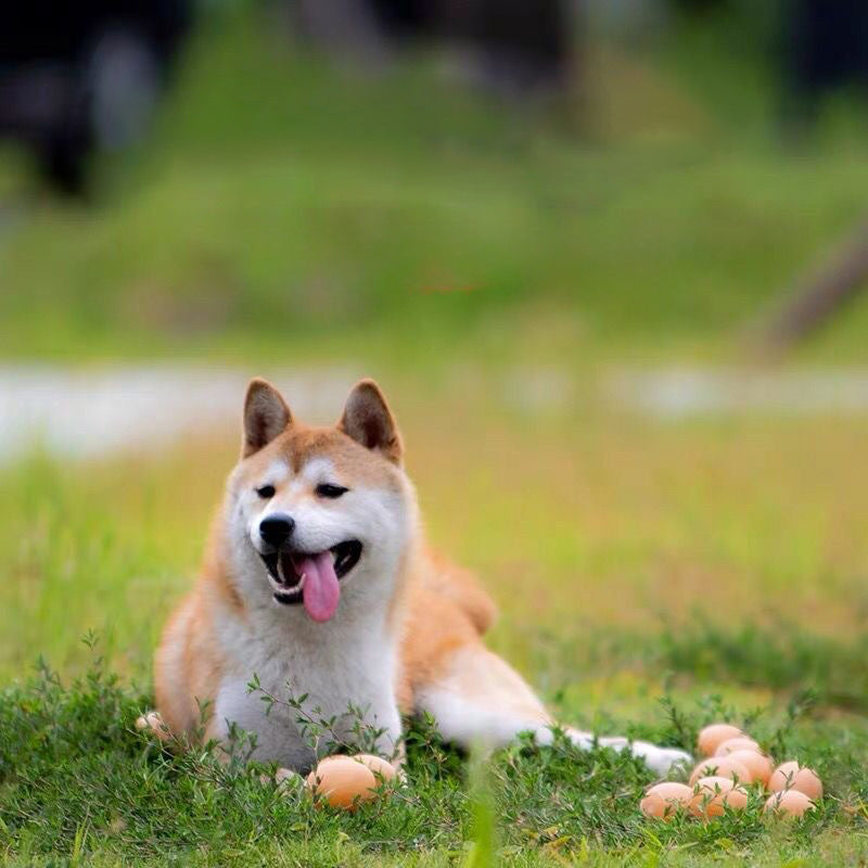 Toys With Sound For Dogs Simulation Egg For Pets Tooth Cleaning Puppy Toys